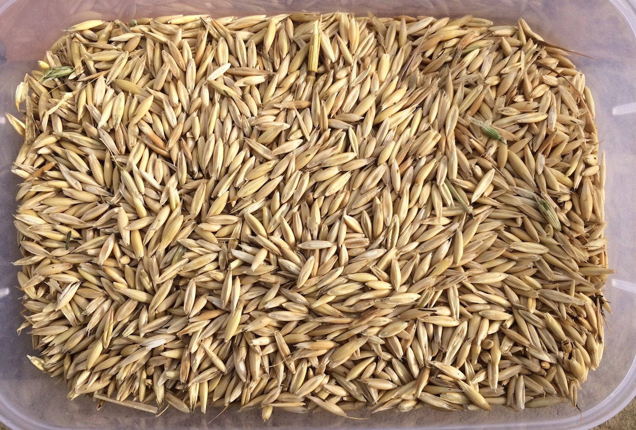 100/MT YALLARA OATS FOR SALE EX FARM Grain & Seed Oats For